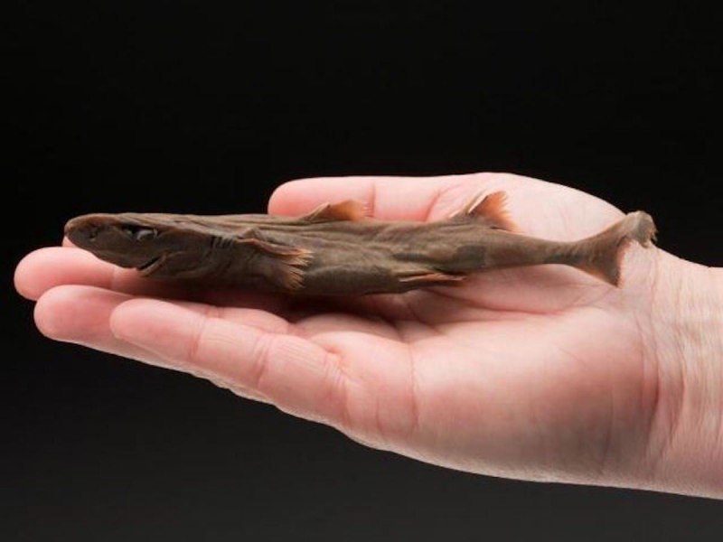 Акулы Etmopterus perryi