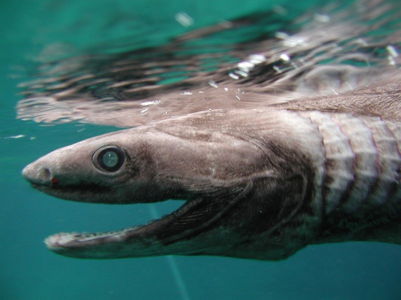 Chlamydoselachus anguineus