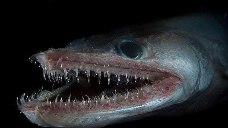 Морское чудовище Батизаурус