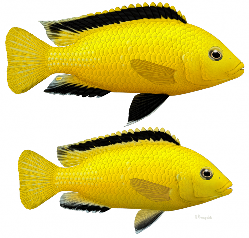 Lemon Mbuna Cichlid