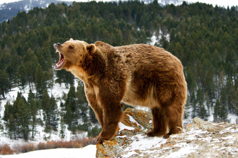 Северная Америка медведь Гризли