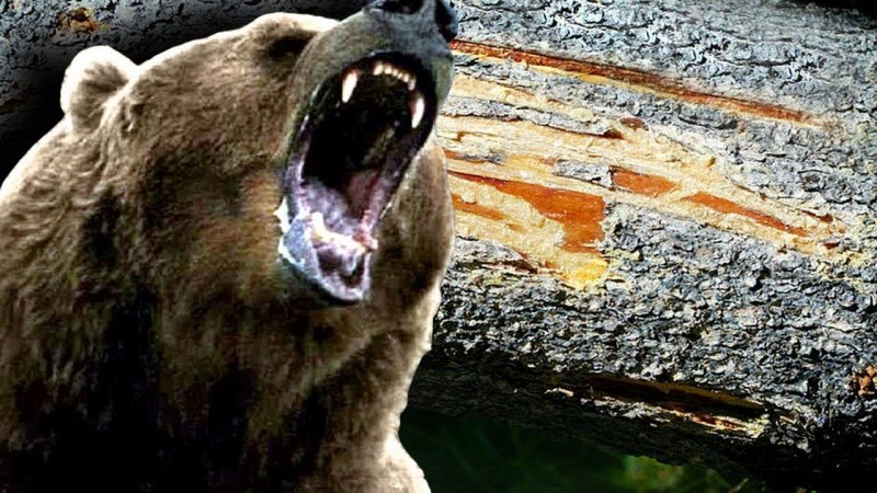 Медведь Гризли злой