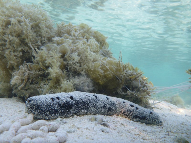 Морские огурцы на Баренцевом море