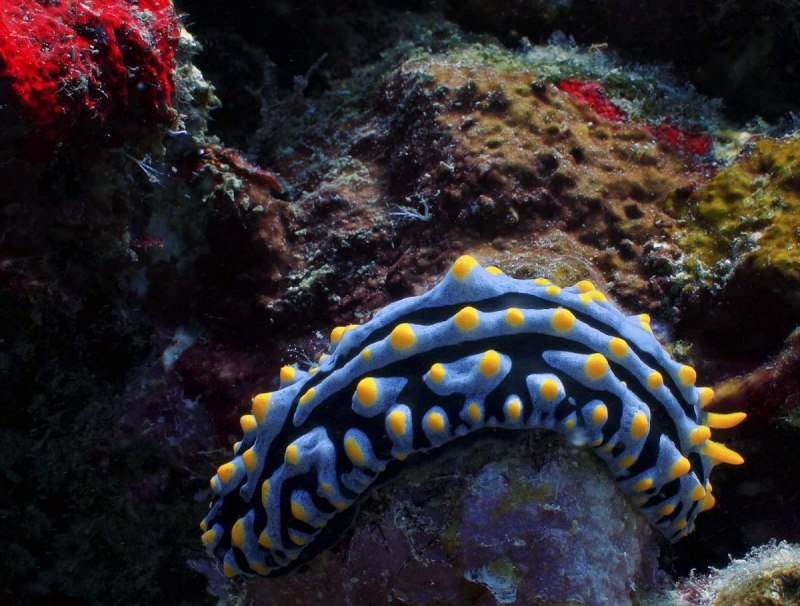 Голотурии (Holothuroidea)