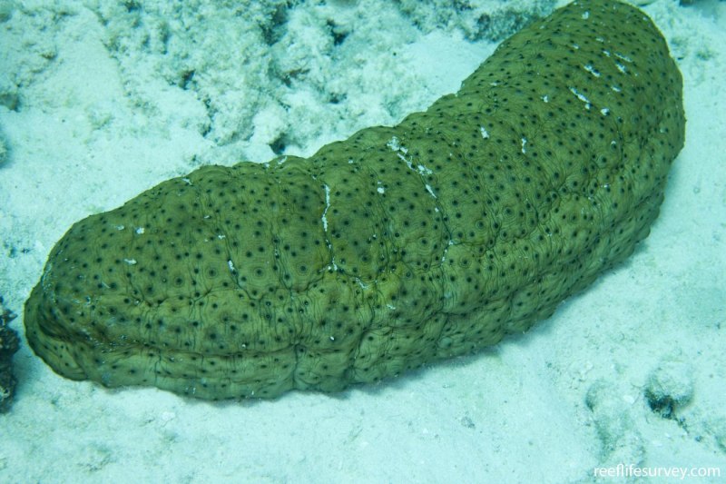Морской огурец Баренцевого моря