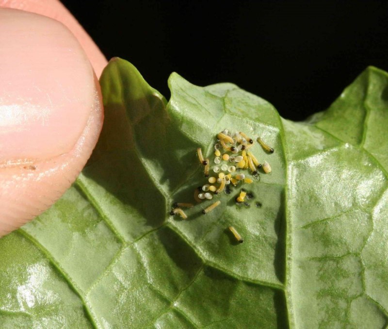 Мотылёк Луговой жёлтый. Sitochroa verticalis