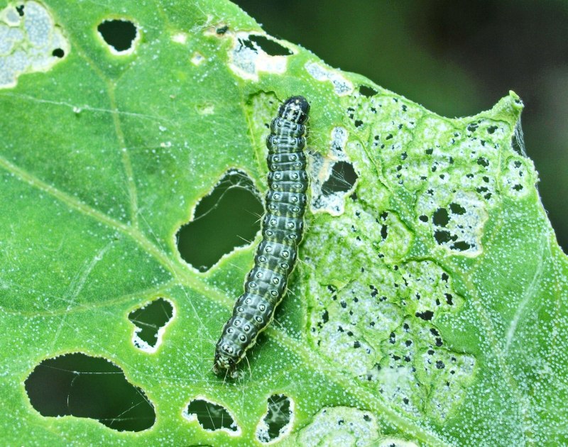 Луговой мотылек (Loxostege sticticalis l.)