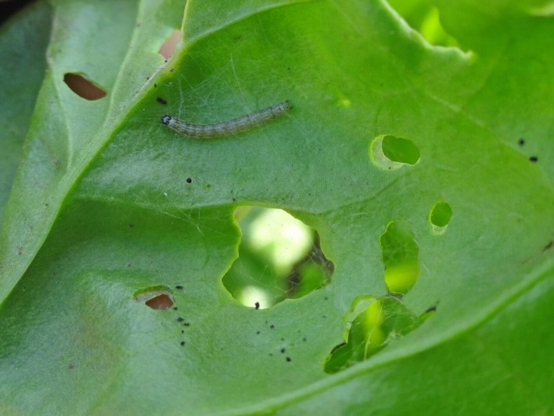 (Pyrausta sticticalis)
