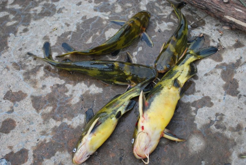 Косатка скрипун Pelteobagrus fulvidraco