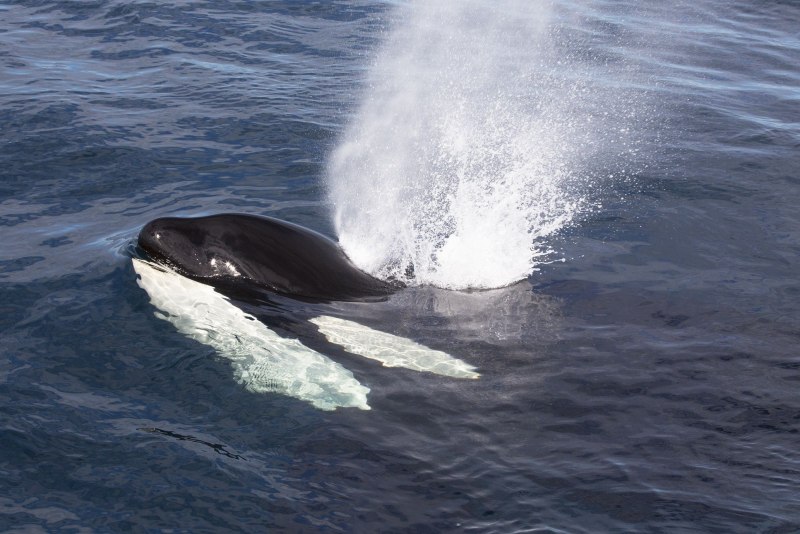 Косатка - Orcinus Orca (Дальневосточная Плотоядная популяция)
