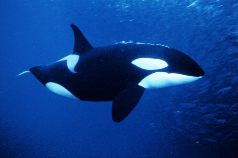 Косатка - Orcinus Orca (Дальневосточная Плотоядная популяция)