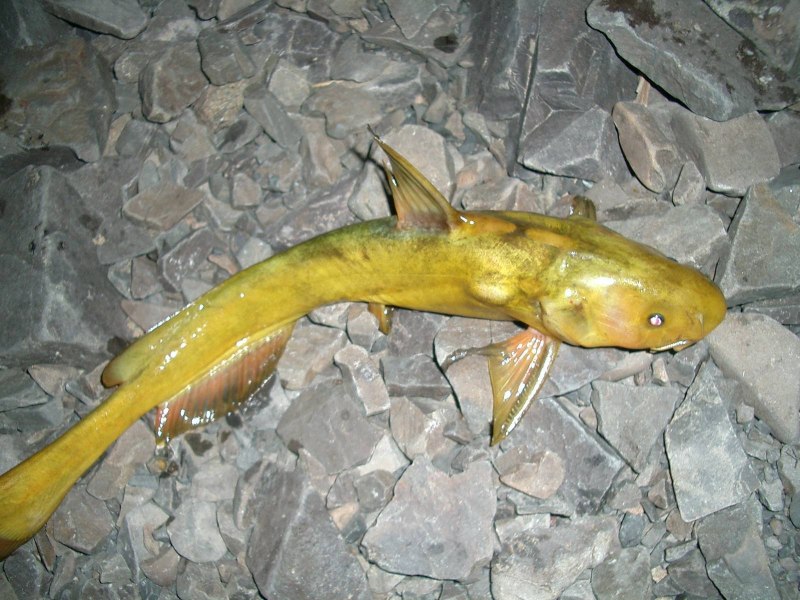 Pelteobagrus fulvidraco