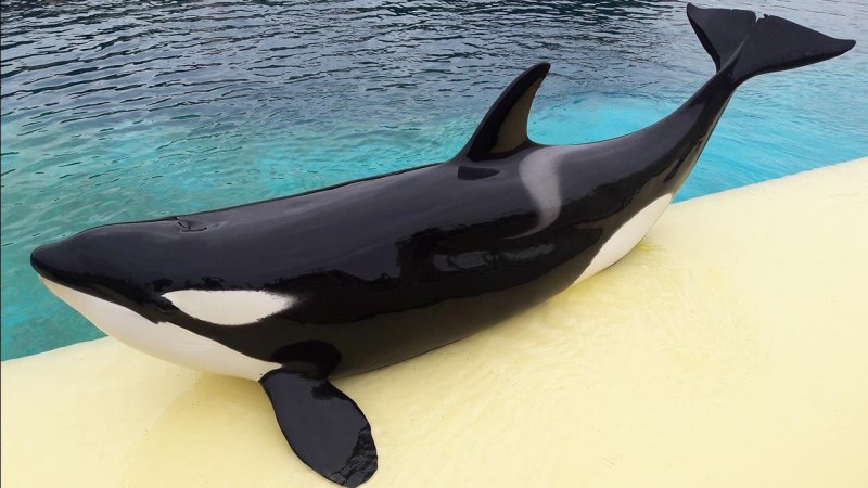 Orcinus Orca коса́тка Orca Killer Whale
