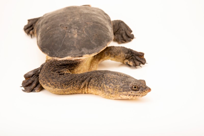 Chelodina kurrichalpongo