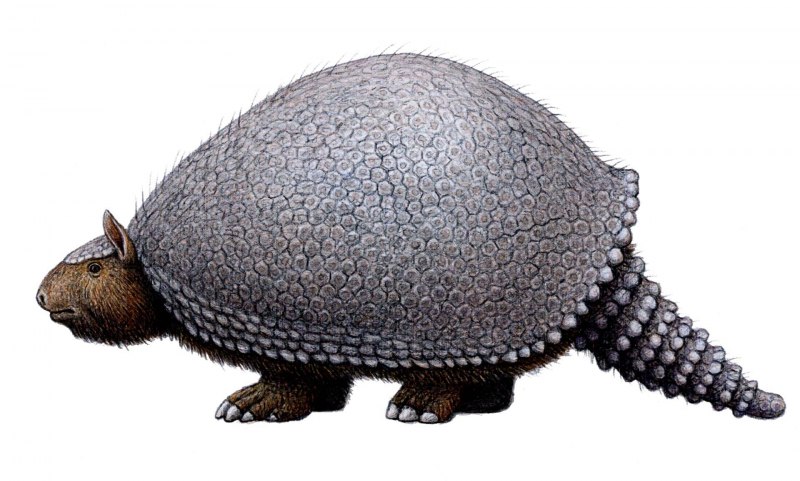 Гигантский броненосец priodontes Maximus