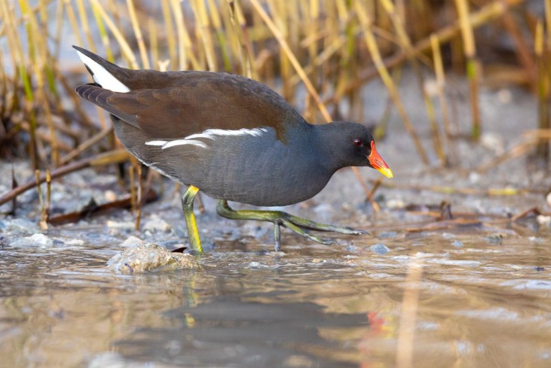 Камышница Gallinula chloropus