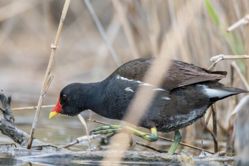 Камышница Gallinula chloropus
