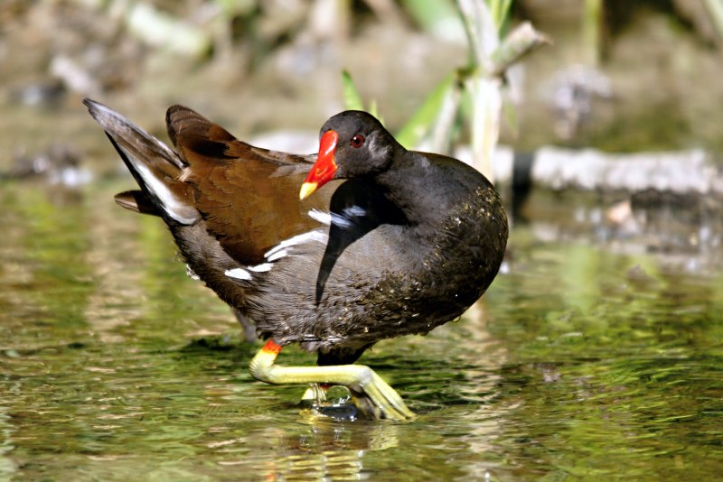 Камышница Gallinula chloropus