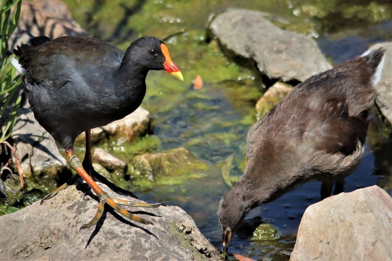 Камышница Gallinula chloropus