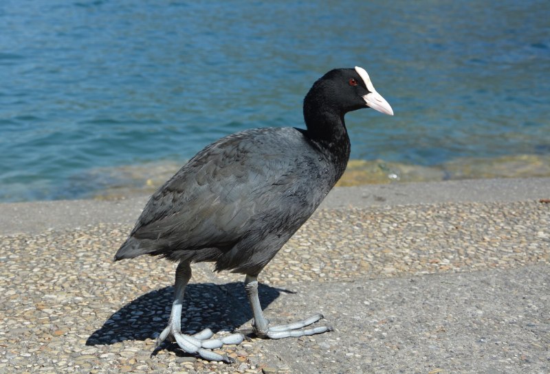 Камышница (Moorhen)