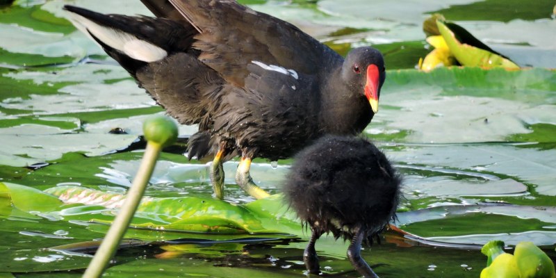 Камышница Gallinula chloropus Википедия