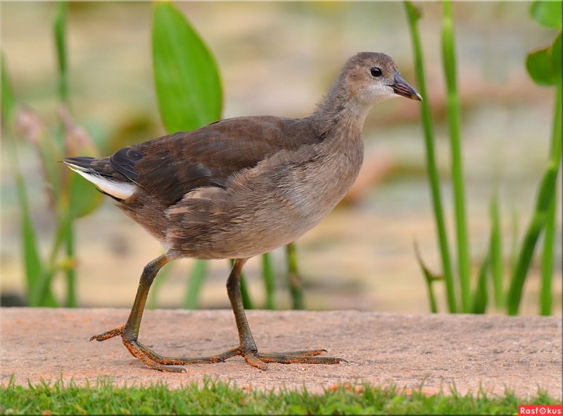 Коростель или Gallinula chloropus