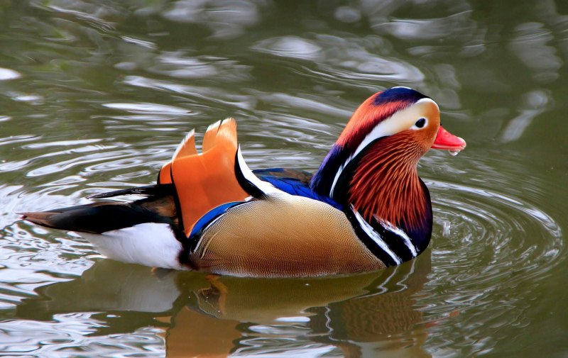 Aix galericulata