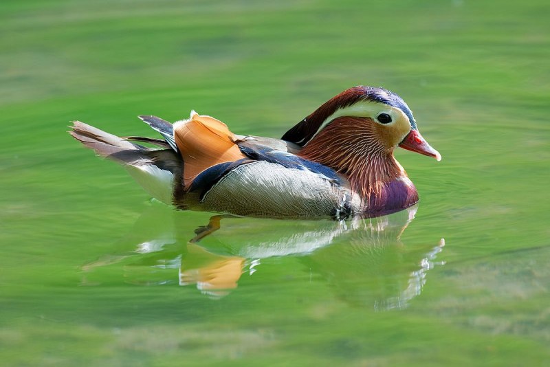 «Утка Мандаринка (Aix galericulata
