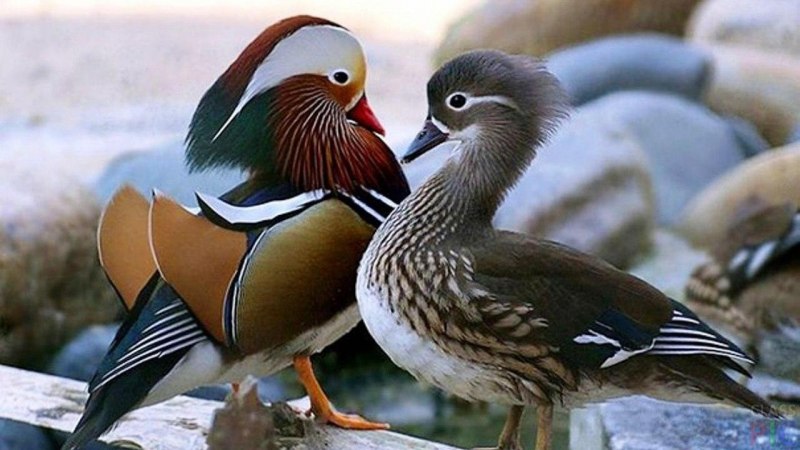 Дикие утки селезень породы