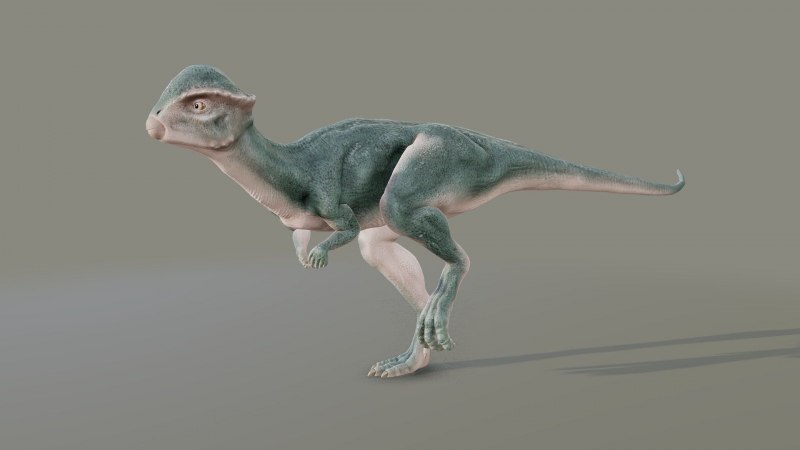 Стегоцерас Stegoceras