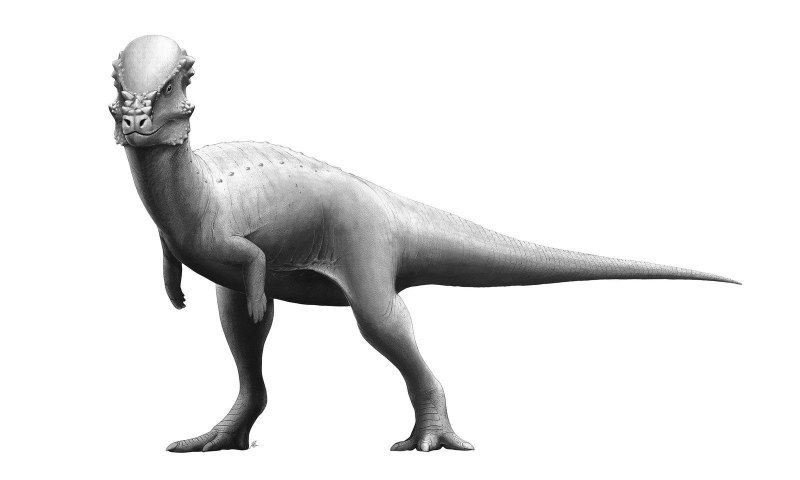 Пахицефалозавр Jurassic World