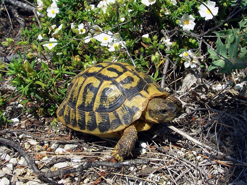 Черепаха Германа Testudo Hermanni