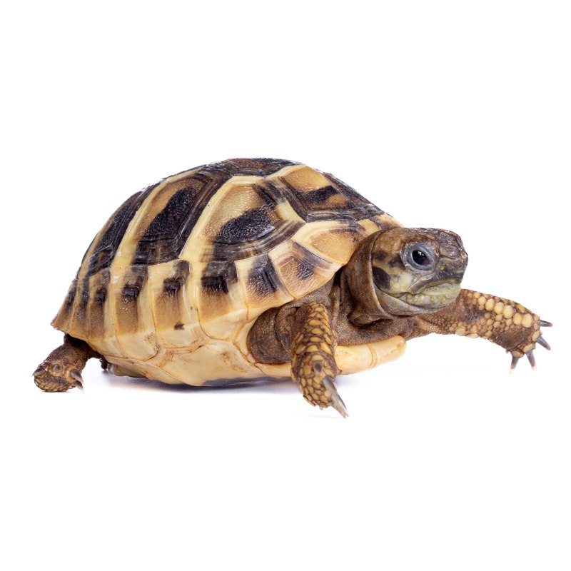 Tortoise NFT