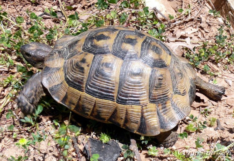 Testudo Hermanni
