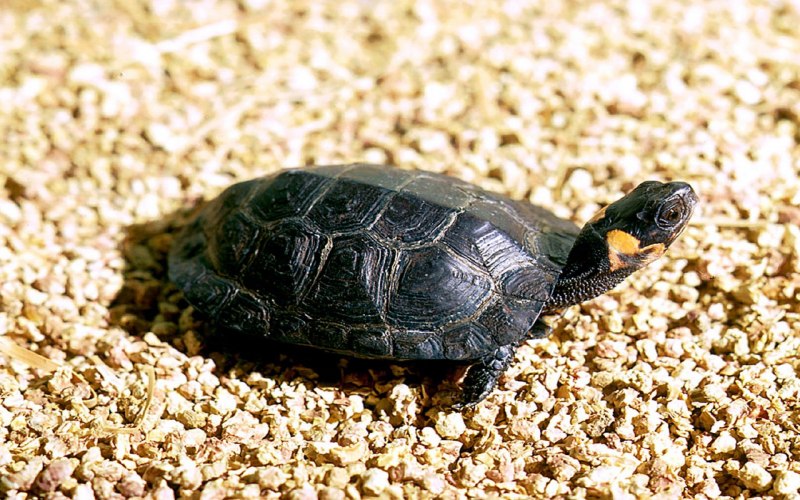 Testudo Graeca