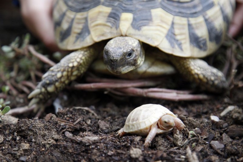 Балканская (Testudo Hermanni)