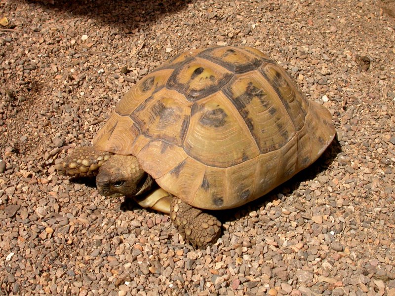 Черепаха Германа Testudo Hermanni