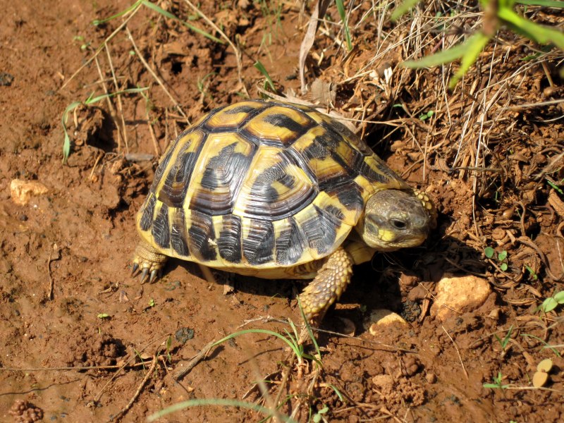 Testudo Hermanni boettgeri Балканская черепаха
