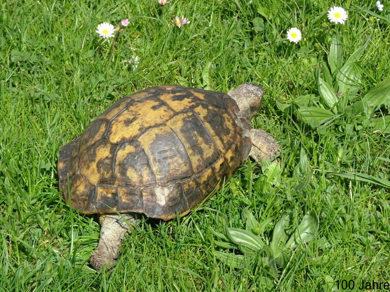 Testudo Hermanni
