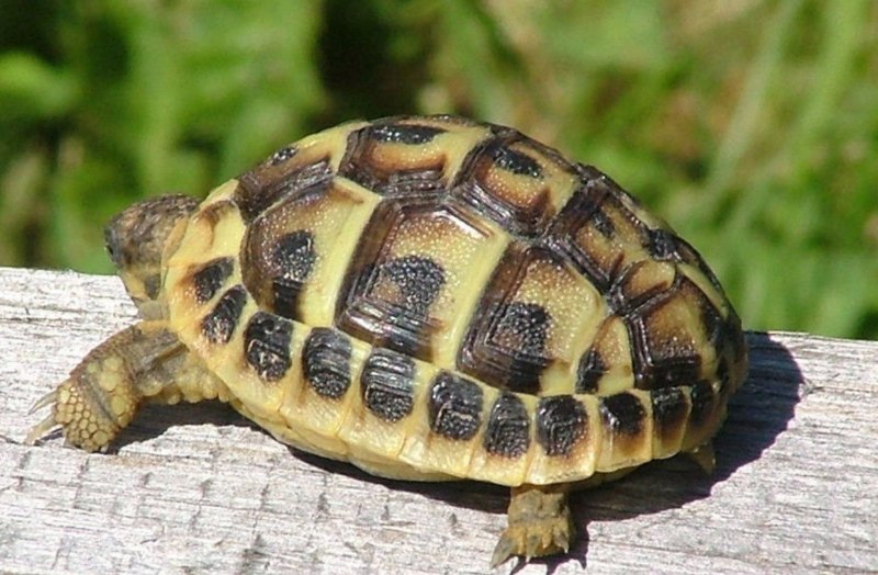 Testudo Hermanni boettgeri Балканская черепаха