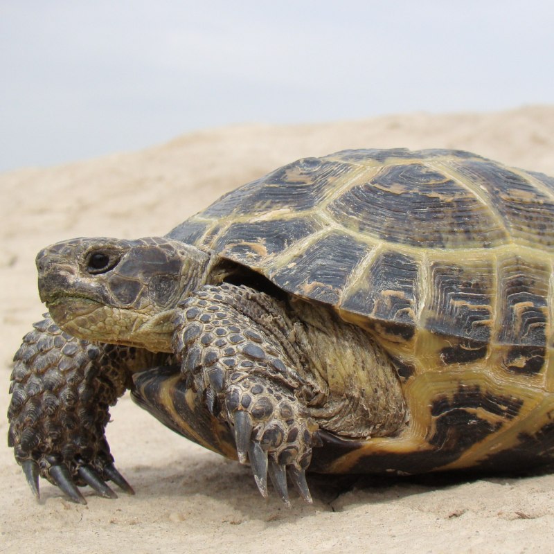 Testudo Hermanni boettgeri