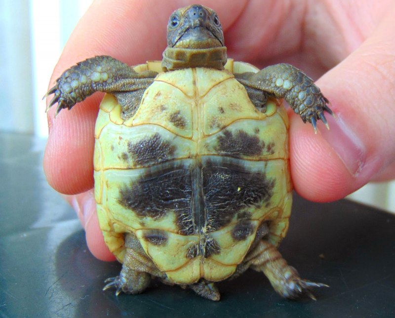 Testudo imbricata