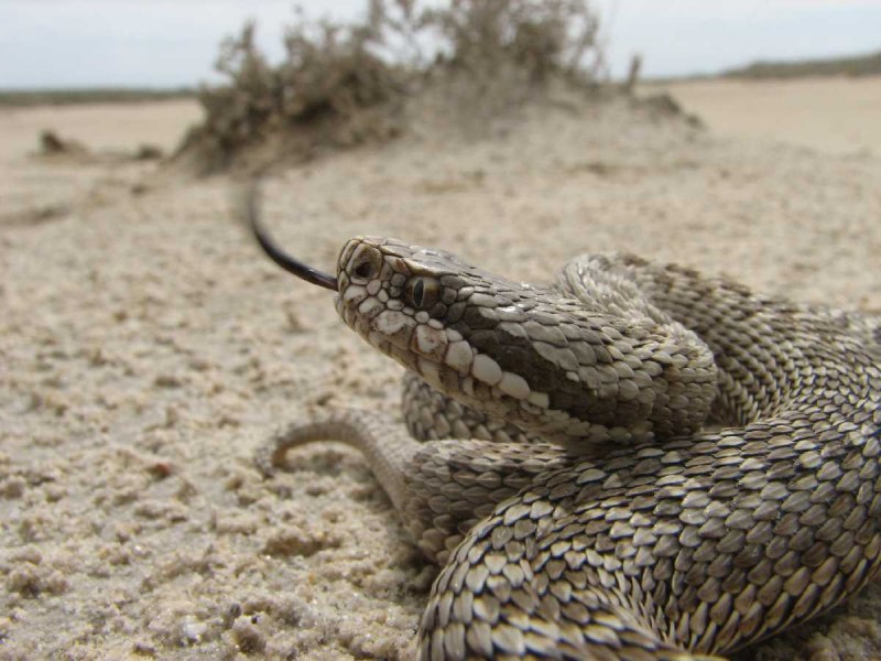 Восточная Степная гадюка (Vipera (Pelias) Renardi)