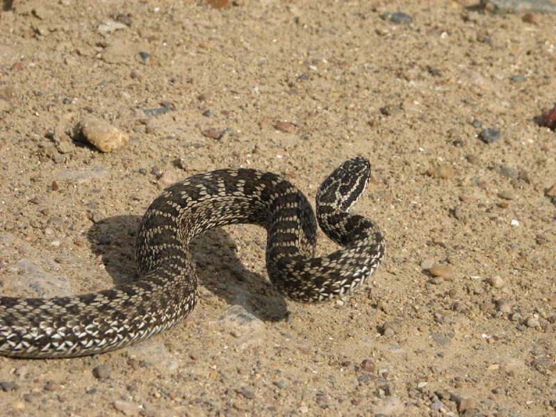Степная гадюка (Vipera Renardi)