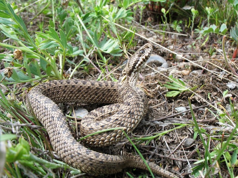 Восточная Степная гадюка (Vipera (Pelias) Renardi)