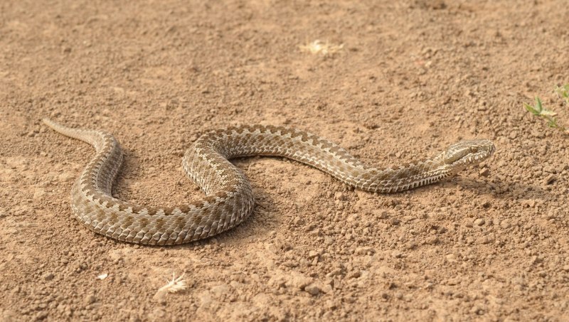 Степная гадюка (Vipera Renardi)