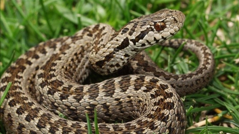 Степная гадюка (Vipera Renardi)