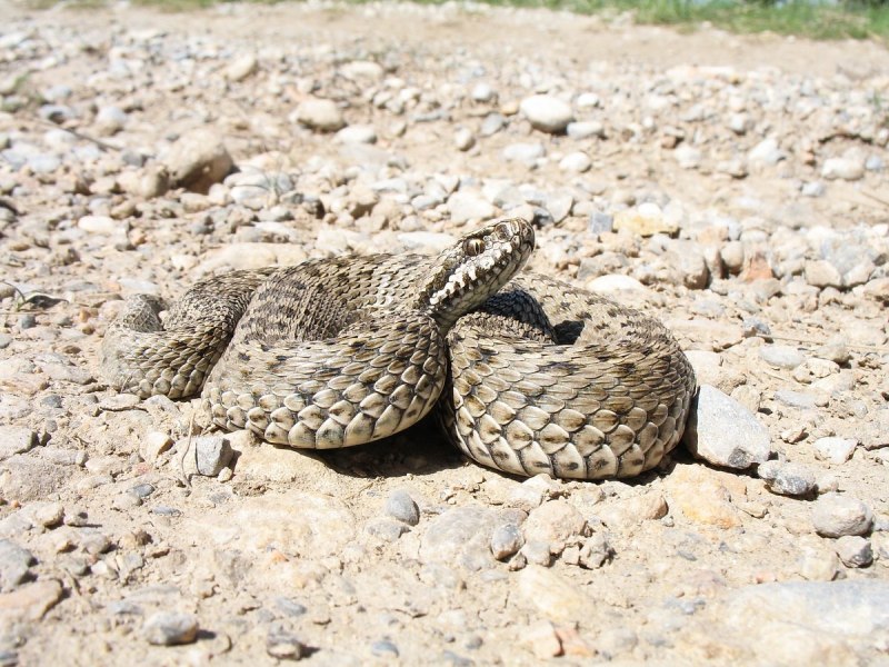 Восточная Степная гадюка Vipera Renardi (Christoph, 1861)