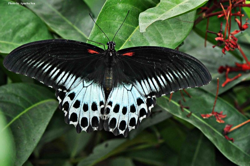 Парусник Румянцева (Papilio Rumanzovia)