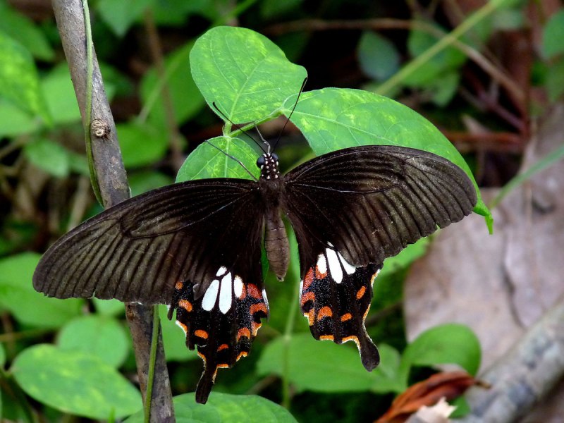 Papilio Polytes (парусник Полит)